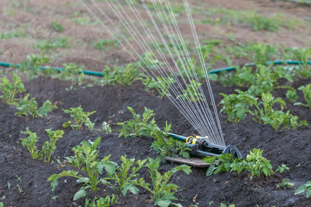Sprinkler watering the potato beds in the garden, irrigation of vegetables with waterの写真素材