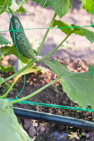 Drip irrigation system on a cucumber bed, watering vegetable plants in the greenhouseの写真素材