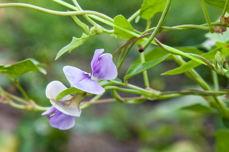 Blossoming asparagus beans close-up outdoors on green blurred backgroundの写真素材