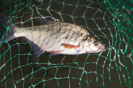 Bream (Abramis brama) caught on fishing rod in landing net close-up, summer fishing bream