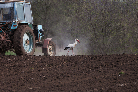 Stork next to an old tractor that plows the earthの写真素材