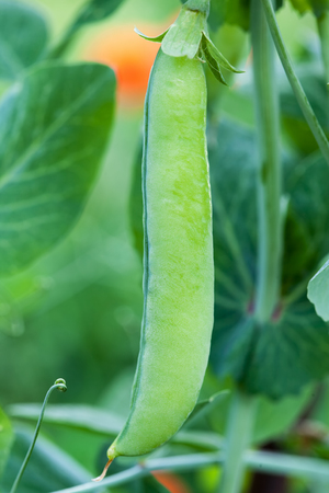 Photo of one green pea pod close-up outdoorsの写真素材