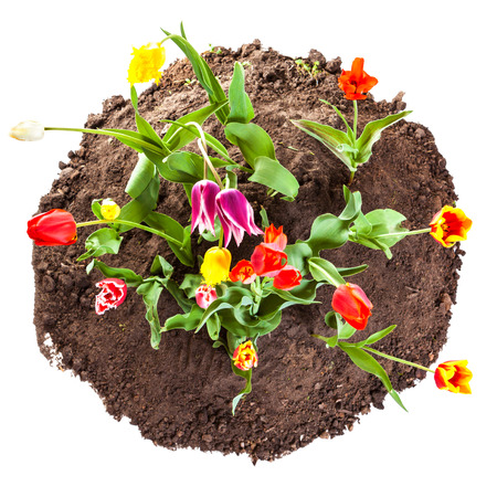 Bed of multicolored tulips growing in the soil isolated on white background, top viewの写真素材
