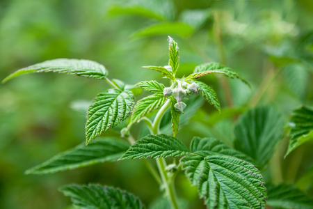 Unripe raspberry flower berry bush, green leaves close-up outdoors, natural backgroundの写真素材