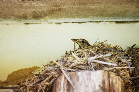 Bird singing thrush hatching eggs eggs in a nest under the roof of a village house, close-upの写真素材