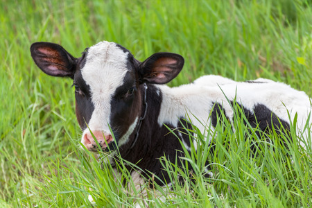 Spotted holstein calf lies on the green grassの写真素材