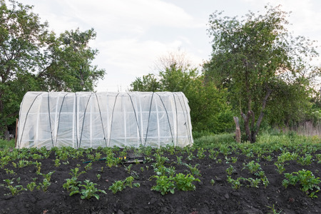Sprinkler watering the potato beds in the garden, irrigation of vegetables with water, greenhouse in backgroundの写真素材