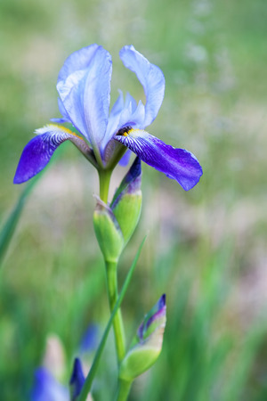 Blue iris flower close-up outdoors on green blurred backgroundの写真素材