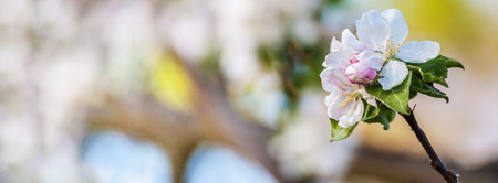 Spring blossom: branch of a blossoming apple treeの写真素材