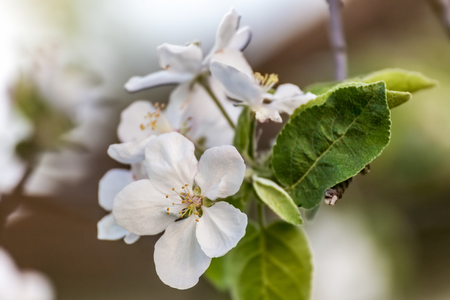 Spring blossom: branch of a blossoming apple treeの写真素材