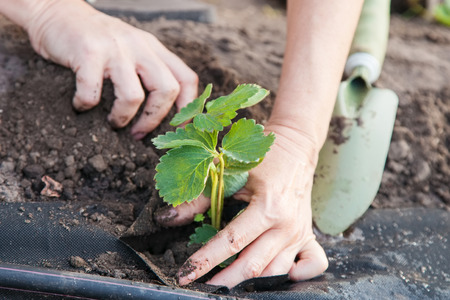 Planting strawberry seedling on spunbond, digging pits using a scoop, guide step by stepの写真素材
