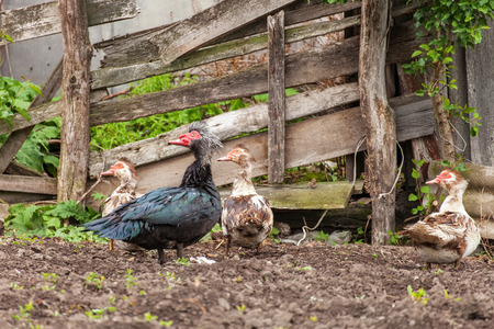 Muscovy ducks ( Cairina moschata ), family musk ducks outdoors in the backyardの写真素材