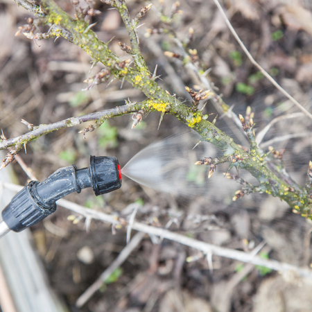 Sprinkling of gooseberry bushes with fungicide in early springの写真素材