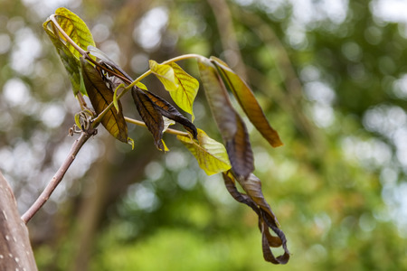 Walnut plant is damaged by frost in the spring. Frostbitten young leaves of walnut after spring frosts. Plants after sharp cold snap. Dead parts of plants after frost.の写真素材