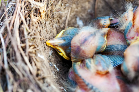 Fledgling chicks Song thrush sitting in nest, life nest with chicks in the wildの写真素材