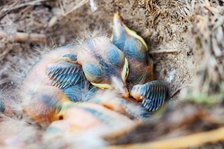 Fledgling chicks Song thrush sitting in nest, life nest with chicks in the wildの写真素材