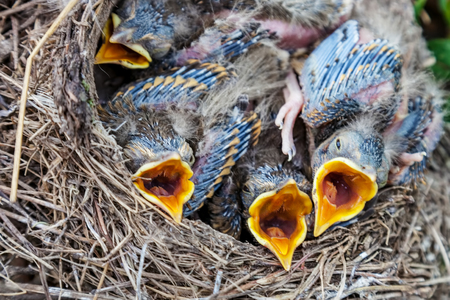 Fledgling chicks Song thrush sitting in nest, life nest with chicks in the wild