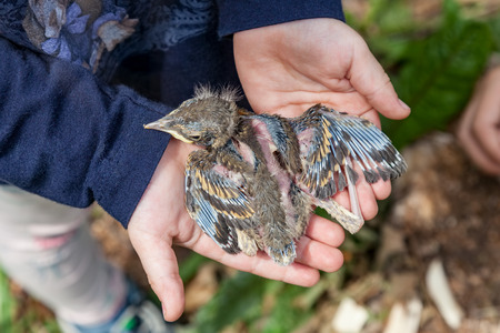 Child hands holding nestling baby bird, rescue wildlife