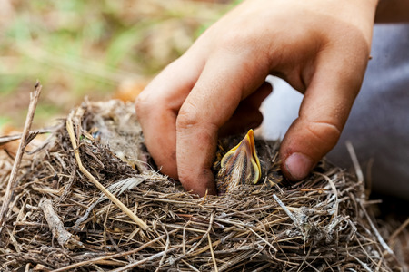 Child gently strokes the chubby chick in the handsの写真素材