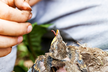 People feeding wild baby bird in a nest closeupの写真素材