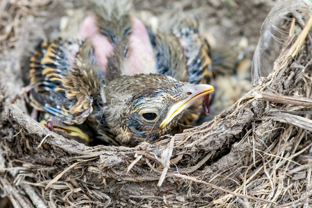Chick sitting in a nest with a worm in his mouth, life nest with chicks in the wildの写真素材