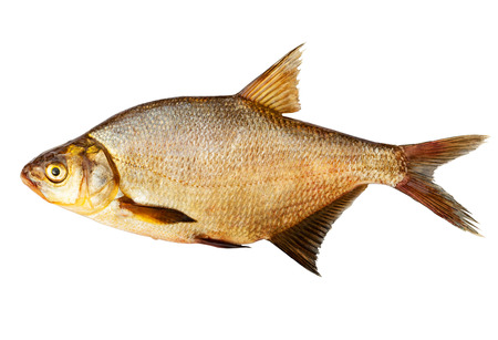 Big bream isolated on white background with clipping pathsの写真素材