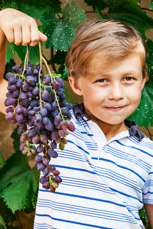 Boy holds a bunch of grapes in his handの写真素材