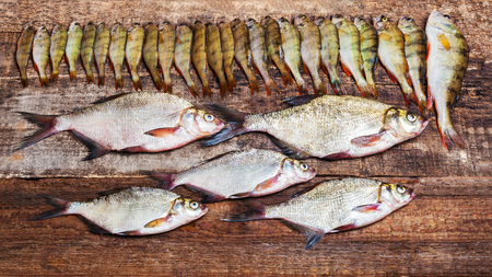 Fish perches and bream on a wooden background, fishery catch top viewの写真素材