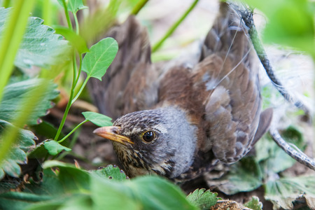 Bird thrush stealing strawberries is caught in protective mesh, close-upの写真素材