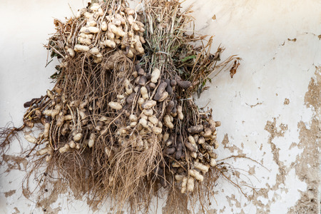 Bunches of peanuts hung for drying outdoorsの写真素材