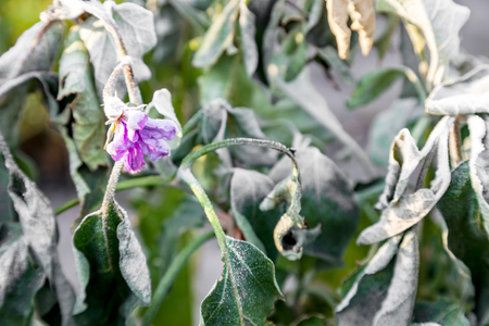 Eggplant bushes growing in the garden after first ground frost, frost on the plants, freeze close-upの写真素材