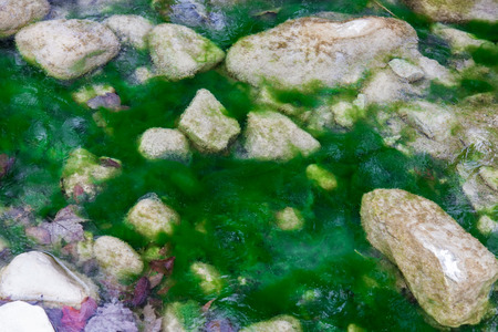 Stones frozen in the ice among green algae, natural backgroundの写真素材