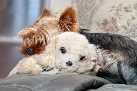 Young dog Yorkshire terrier is hugging a plush toy puppy