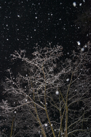 Branches of trees at night during a snowfall against the black skyの写真素材