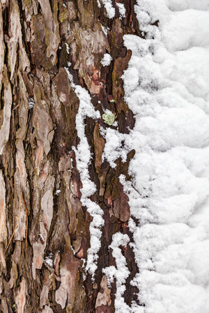 Close-up of the texture of snow-covered tree bark, natura lwinter backgroundの写真素材