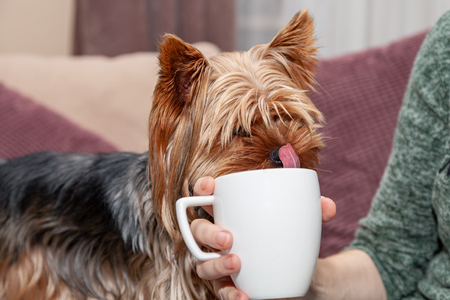 Dog, Yorkshire Terrier, is licking next to the cupの写真素材