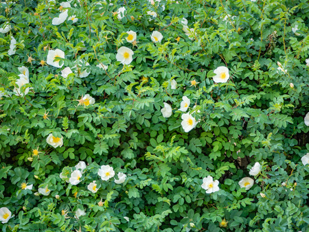 Blooming dog rose, Green leaves of the bushes wall texture for backdrop design and eco wall and die-cut for artworkの写真素材