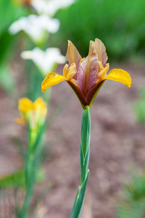 Blue iris flower close-up outdoors on green blurred backgroundの写真素材