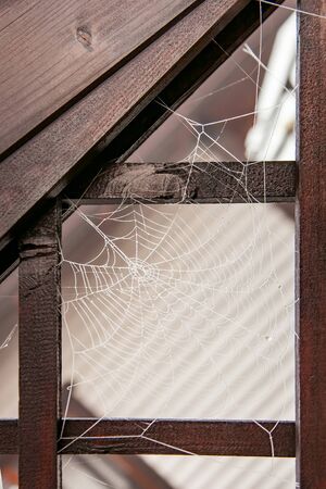 Frozen cobweb covered with hoarfrost closeup, outdoor, gloomy autumn morningの写真素材