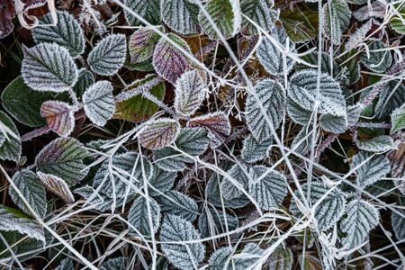 Blackberry leaves covered with hoarfrost during the first frostの写真素材