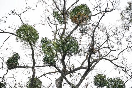 Many hemiparasitic mistletoe bushes on tree branches. Common mistletoe (Viscum album) growing on...
