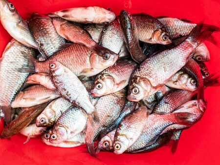 Freshwater crucian fish on a red background