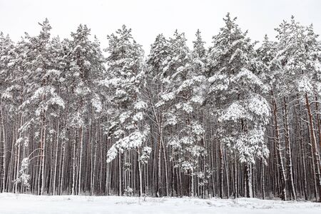 Coniferous forest after snowfall, pines covered with white snow