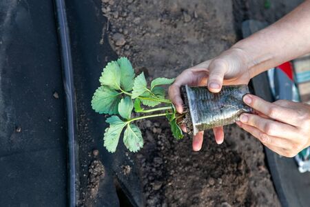 Planting strawberry seedling on spunbond closeup outdoors, guide step by stepの写真素材