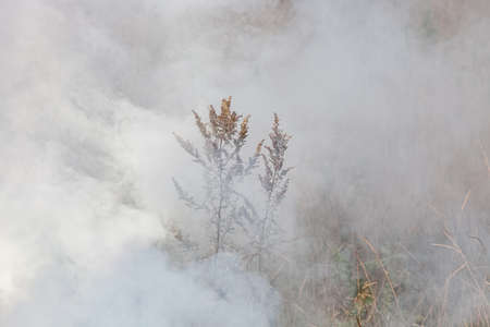 Fire in the meadow, billowing thick smoke, farmers burning dry grass contributes to global warming