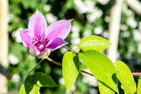 Clematis Piilu (Early large-flowered clematis) summer flowering deciduous climbing clematis plant....