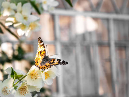 Painted Lady butterfly - Vanessa cardui, beautiful colored butterfly close-up sitting on jasmine...