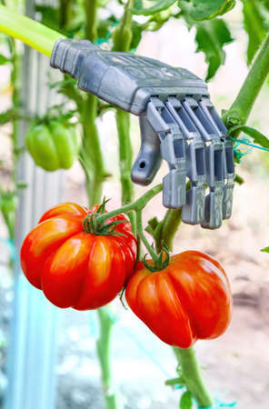 Robot manipulator collects tomatoes in the greenhouse, agriculture futuristic conceptの写真素材