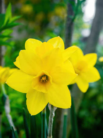 Yellow narcissus (Narcissus poeticus) Flowers in the park outdoors