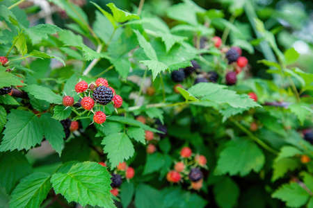 Black raspberry (Rubus occidentalis) of berries ripening closeup